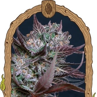 Black Lemon (Exotic Seed) femminizzata