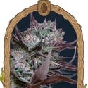 Black Lemon (Exotic Seed) femminizzata
