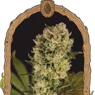 Candy Jungle Auto (Exotic Seed) femminizzata