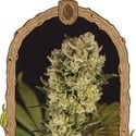 Candy Jungle Auto (Exotic Seed) femminizzata