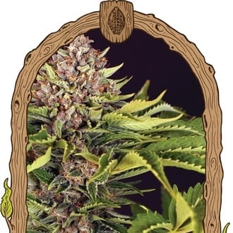 ZZZ... (Exotic Seed) femminizzata