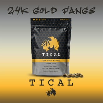 24K Gold Fangs (TICAL) femminizzata