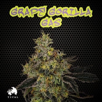 Grape Gorilla Gas (TICAL Genetics) femminizzata