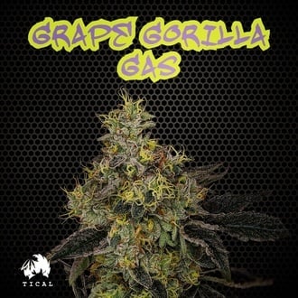 Grape Gorilla Gas (TICAL Genetics) femminizzata