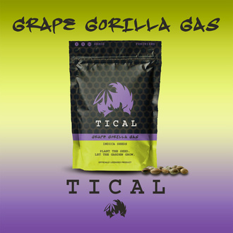 Grape Gorilla Gas (TICAL Genetics) femminizzata