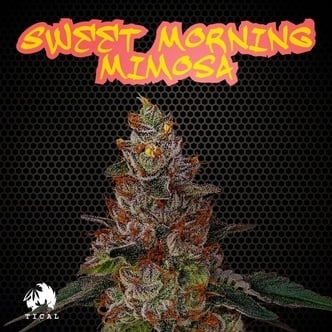 Sweet Morning Mimosa (TICAL) femminizzata