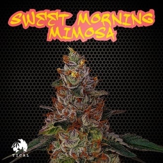 Sweet Morning Mimosa (TICAL) femminizzata