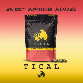 Sweet Morning Mimosa (TICAL) femminizzata