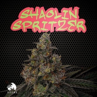 Shaolin Spritzer (TICAL) femminizzata