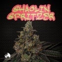 Shaolin Spritzer (TICAL) femminizzata