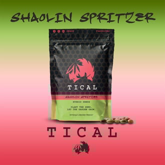 Shaolin Spritzer (TICAL) femminizzata