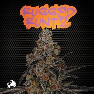 Rugged Runtz (TICAL) femminizzata