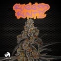 Rugged Runtz (TICAL) femminizzata