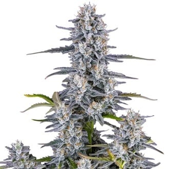 Super Boof Auto (FastBuds) femminizzata