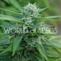 Mongolia THC Free (World of Seeds) femminizzata