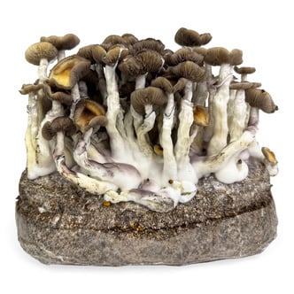 Kit Ready-2-Grow “Golden Teacher” di Zamnesia