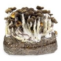 Kit Ready-2-Grow “Golden Teacher” di Zamnesia