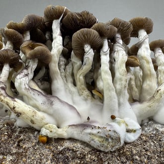 Kit Ready-2-Grow 'Golden Teacher' di Zamnesia