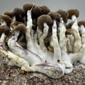 Kit Ready-2-Grow “Golden Teacher” di Zamnesia