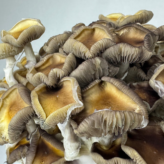 Kit Ready-2-Grow 'Golden Teacher' di Zamnesia