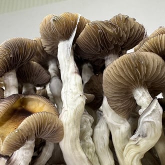 Kit Ready-2-Grow 'Golden Teacher' di Zamnesia