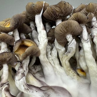 Kit Ready-2-Grow 'Golden Teacher' di Zamnesia