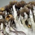 Kit Ready-2-Grow “Golden Teacher” di Zamnesia
