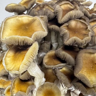 Kit Ready-2-Grow 'Golden Teacher' di Zamnesia