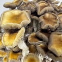 Kit Ready-2-Grow “Golden Teacher” di Zamnesia