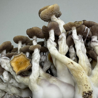 Kit Ready-2-Grow 'Golden Teacher' di Zamnesia