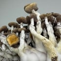Kit Ready-2-Grow “Golden Teacher” di Zamnesia