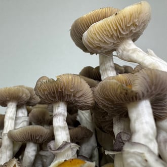 Kit Ready-2-Grow 'Golden Teacher' di Zamnesia