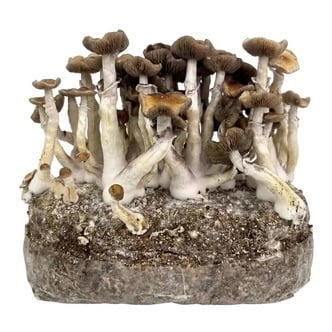 Kit Ready-2-Grow 'Golden Teacher' di Zamnesia