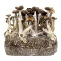 Kit Ready-2-Grow 'Golden Teacher' di Zamnesia