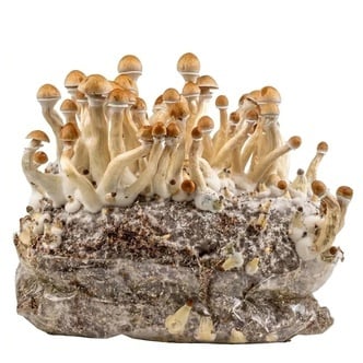 Kit Ready-2-Grow 'Golden Teacher' di Zamnesia