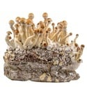 Kit Ready-2-Grow 'Golden Teacher' di Zamnesia