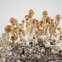 Kit Ready-2-Grow 'Golden Teacher' di Zamnesia