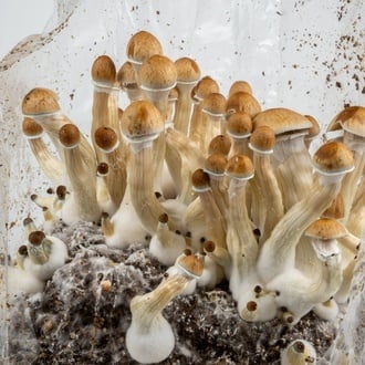 Kit Ready-2-Grow 'Golden Teacher' di Zamnesia