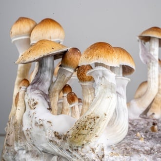 Kit Ready-2-Grow 'Golden Teacher' di Zamnesia