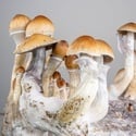 Kit Ready-2-Grow 'Golden Teacher' di Zamnesia