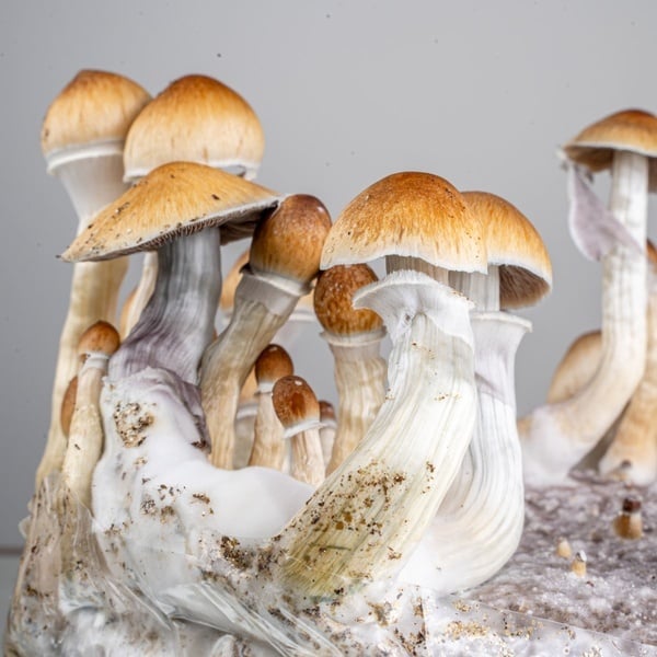 Kit Ready-2-Grow 'Golden Teacher' di Zamnesia