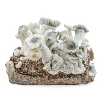 Kit Ready-2-Grow 'APE' di Zamnesia