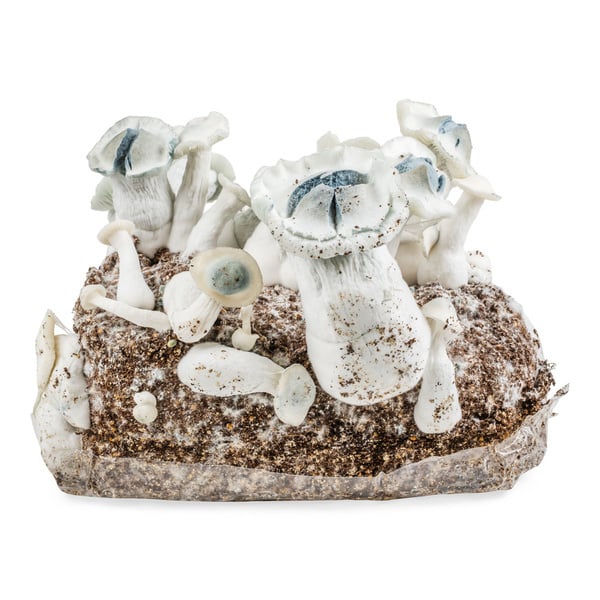 Kit Ready-2-Grow 'APE' di Zamnesia