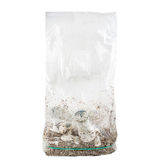 Kit Ready-2-Grow 'APE' di Zamnesia