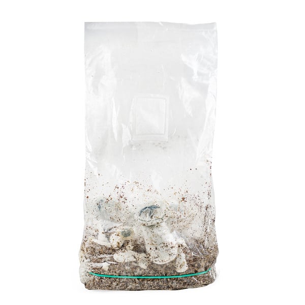 Kit Ready-2-Grow 'APE' di Zamnesia