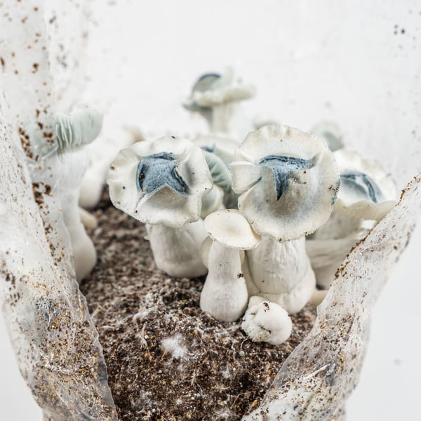 Kit Ready-2-Grow 'APE' di Zamnesia