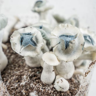 Kit Ready-2-Grow 'APE' di Zamnesia