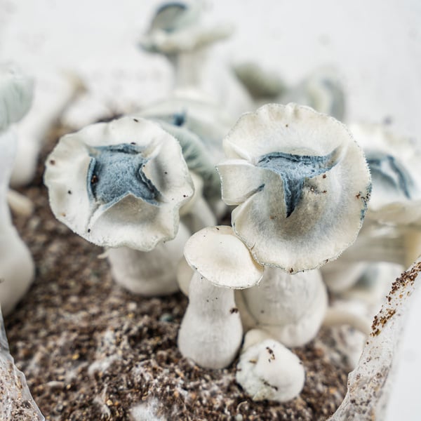 Kit Ready-2-Grow 'APE' di Zamnesia