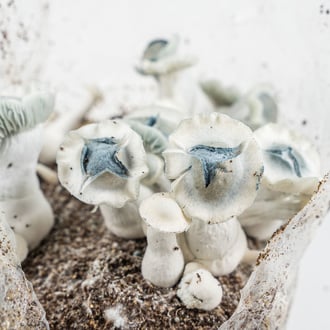 Kit Ready-2-Grow 'APE' di Zamnesia