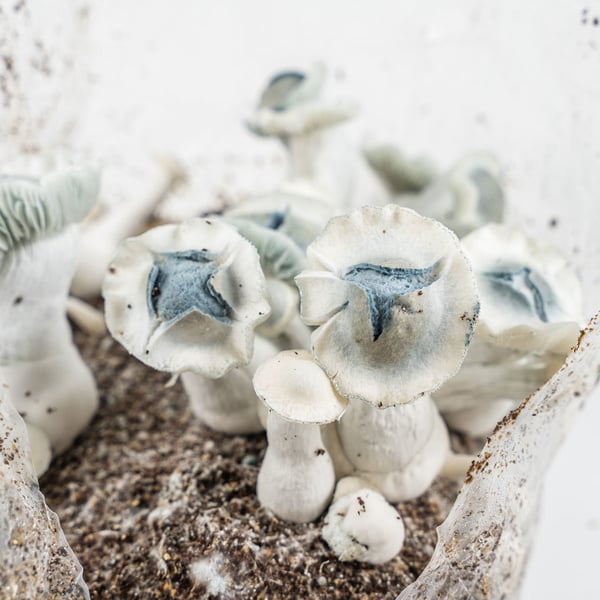 Kit Ready-2-Grow 'APE' di Zamnesia